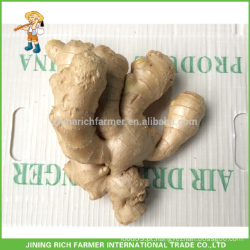 Produtor de gengibre Shandong Fresh Ginger 200g para exportação